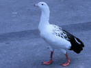 Andean Goose (WWT Slimbridge September 2008) - pic by Nigel Key